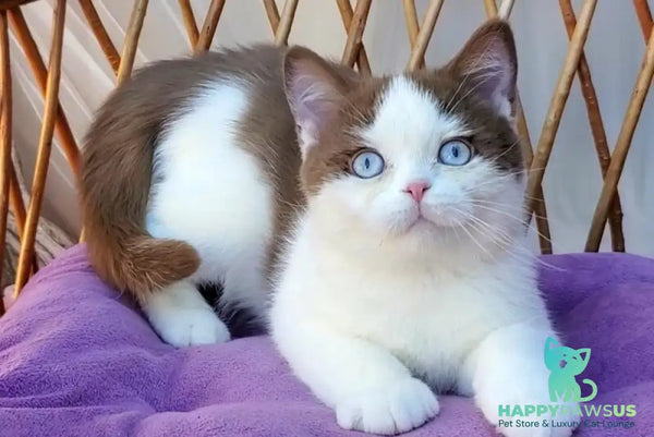 Steven British Shorthair male cinnamon bicolour - live animals