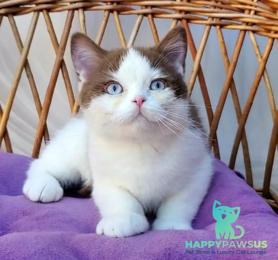 Steven British Shorthair male cinnamon bicolour - live animals