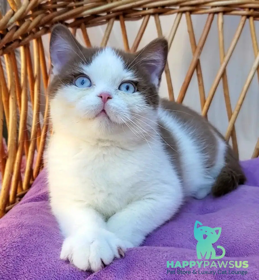 Steven British Shorthair male cinnamon bicolour - live animals