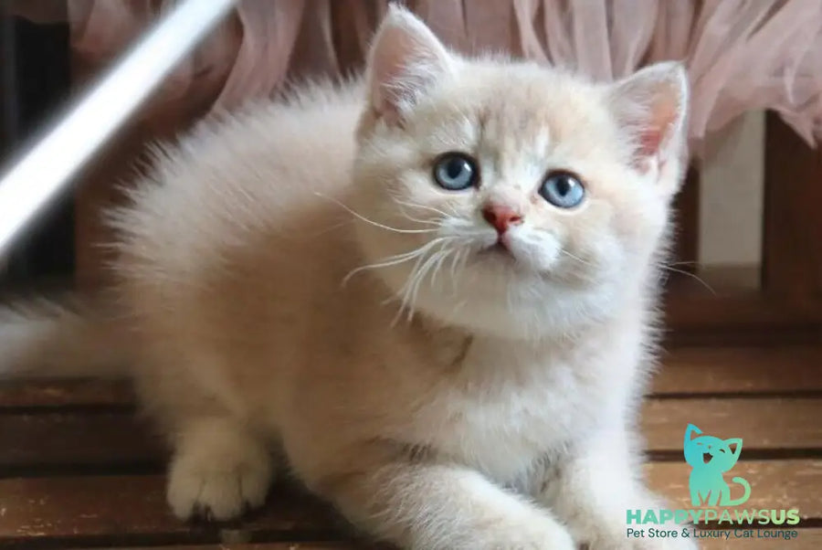 Stianly British Shorthair male lilac golden shaded - live animals