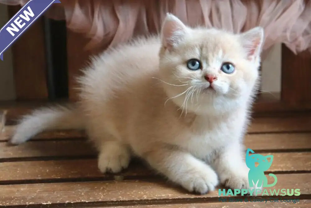 Stianly British Shorthair male lilac golden shaded - live animals