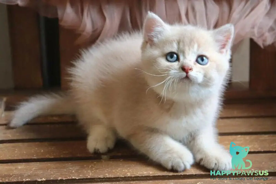 Stianly British Shorthair male lilac golden shaded - live animals