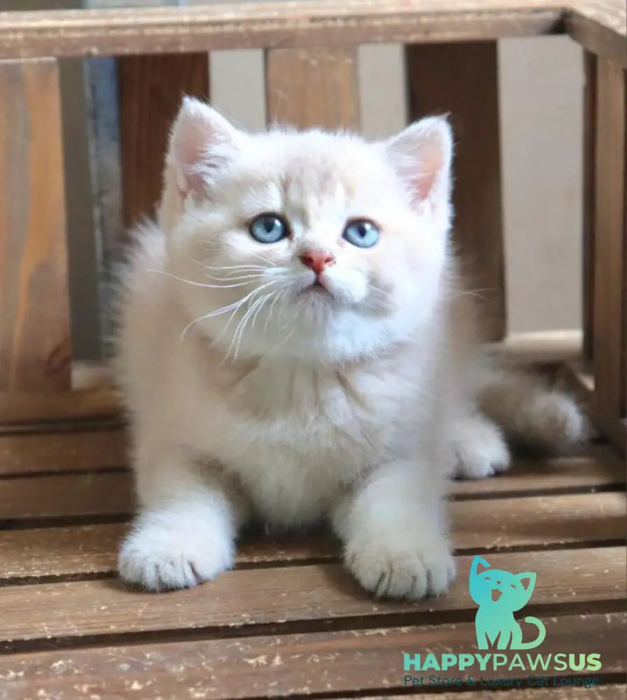 Stianly British Shorthair male lilac golden shaded - live animals