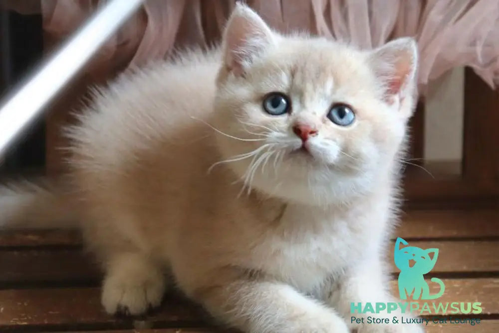 Stianly British Shorthair male lilac golden shaded - live animals