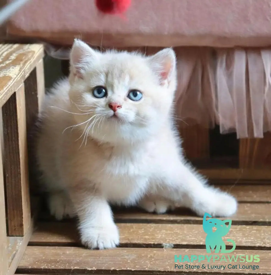 Stianly British Shorthair male lilac golden shaded - live animals