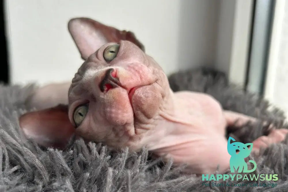 Stich Canadian Sphynx male black - live animals