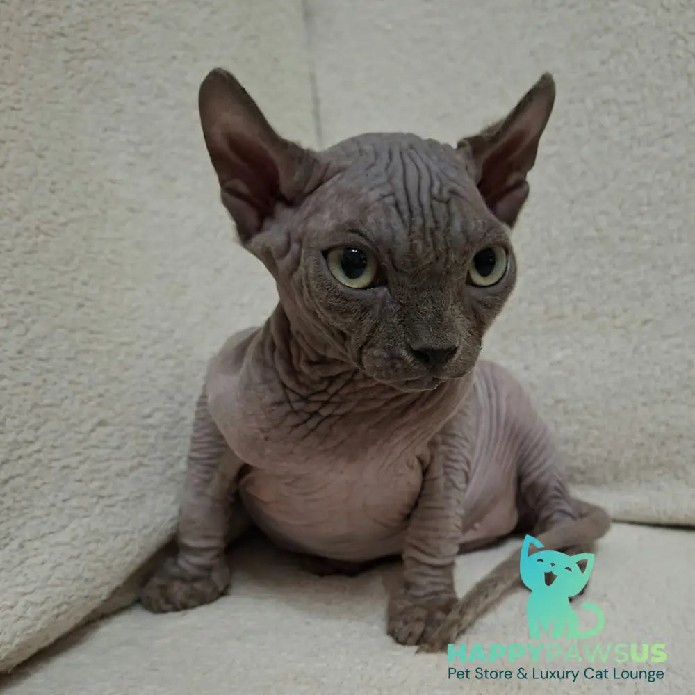 Stif Elf male blue with white - live animals
