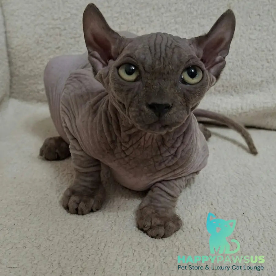 Stif Elf male blue with white - live animals