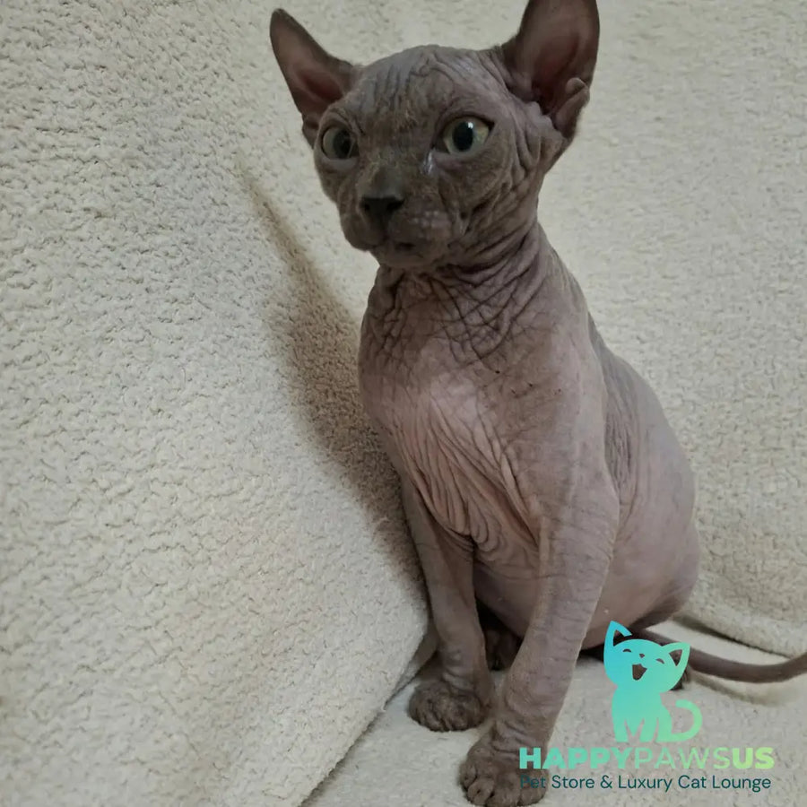 Stif Elf male blue with white - live animals