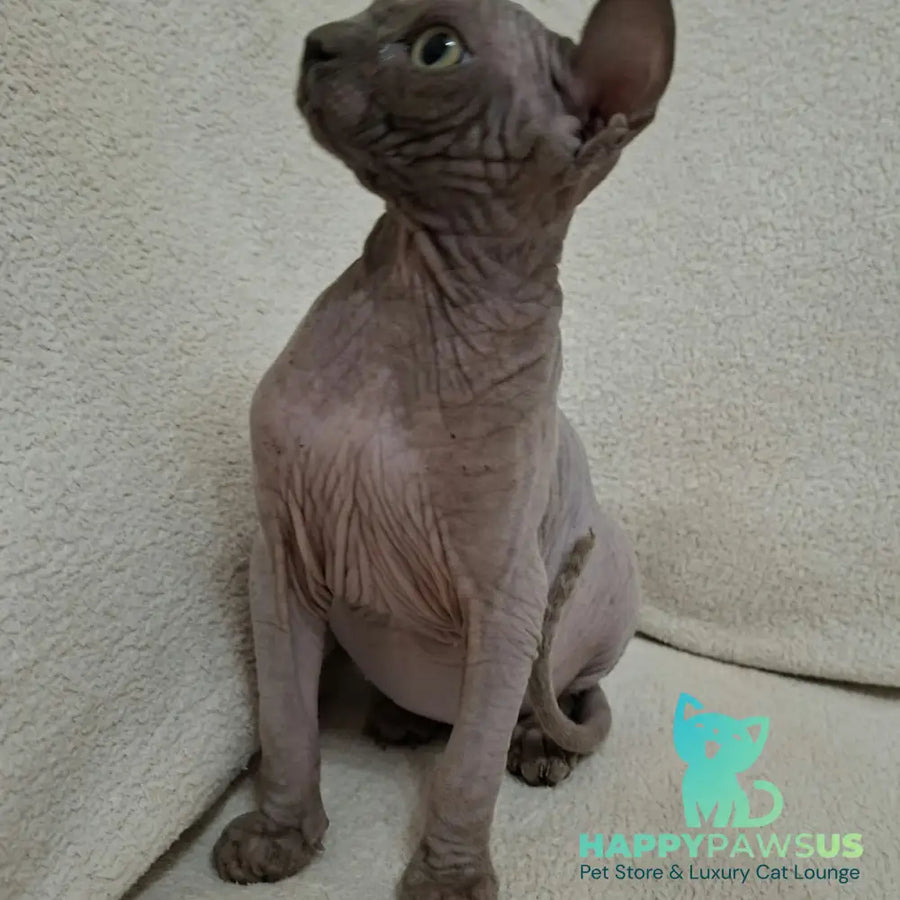 Stif Elf male blue with white - live animals