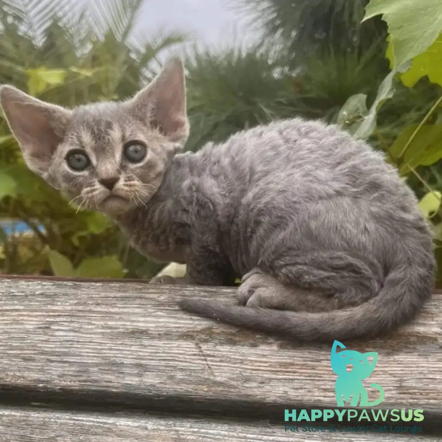 Stiksi Devon Rex female blue tabby - live animals