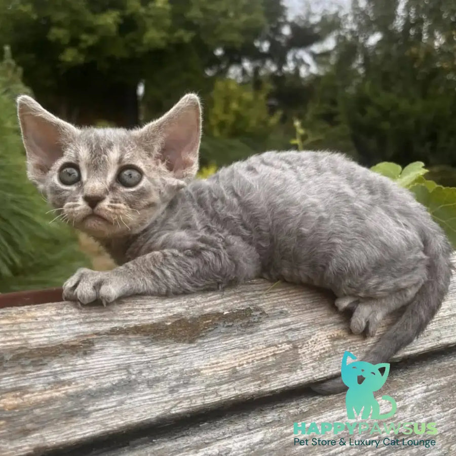 Stiksi Devon Rex female blue tabby - live animals