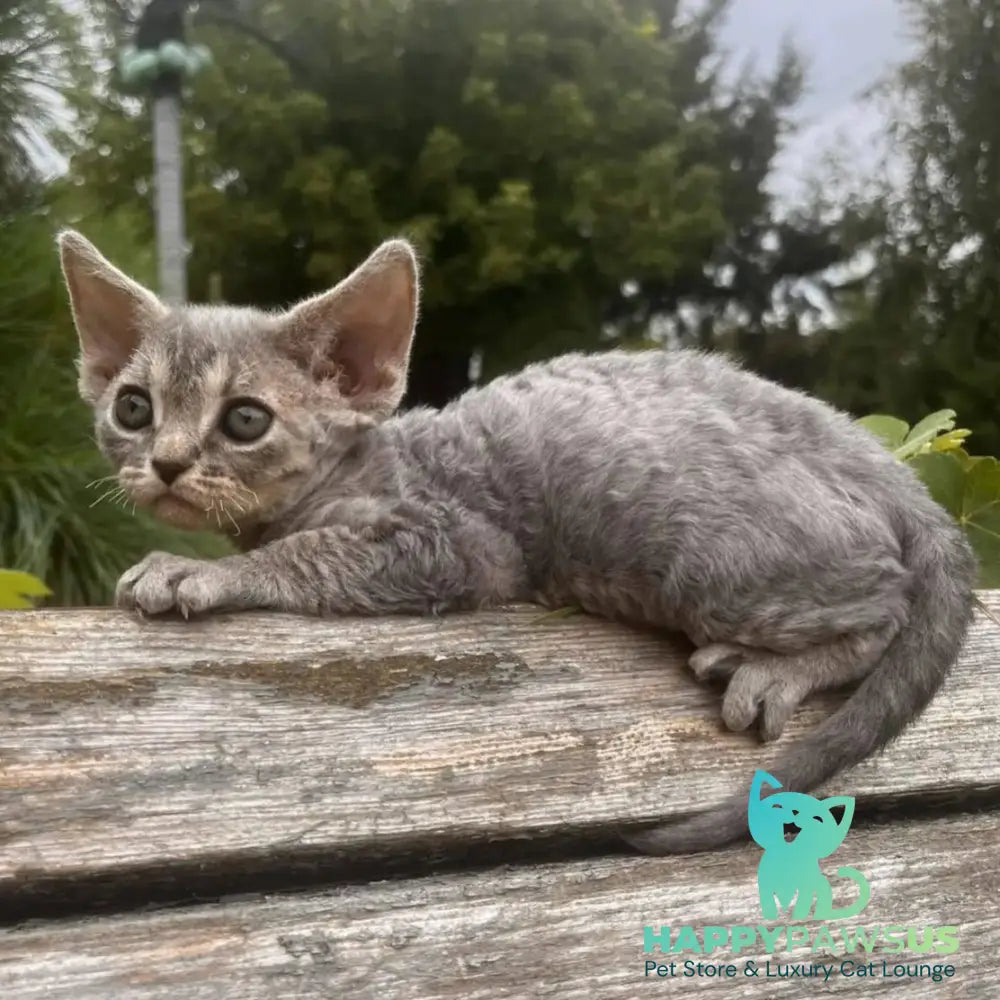 Stiksi Devon Rex female blue tabby - live animals