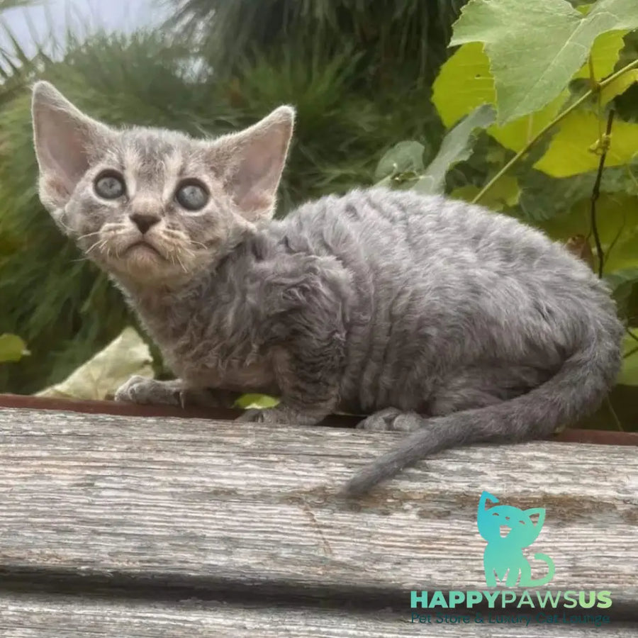 Stiksi Devon Rex female blue tabby - live animals
