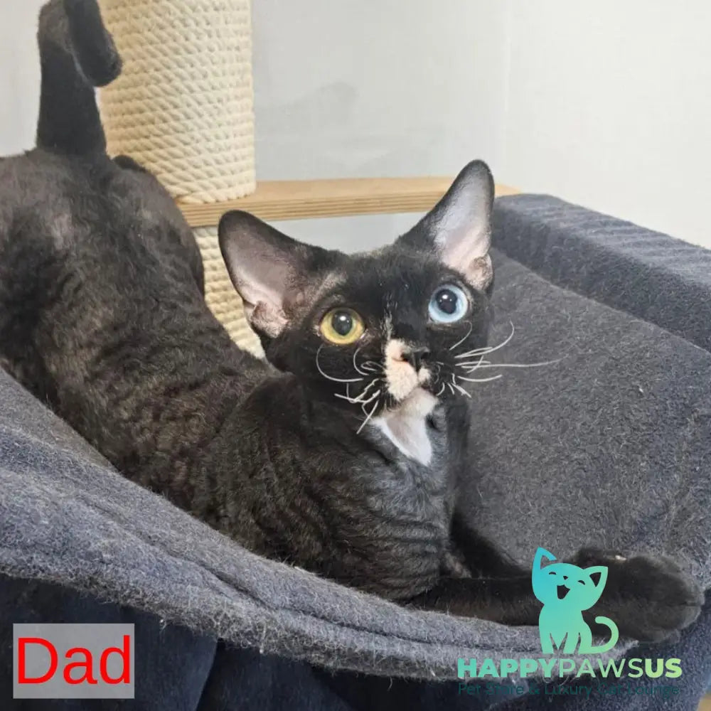 Stiksi Devon Rex female blue tabby - live animals