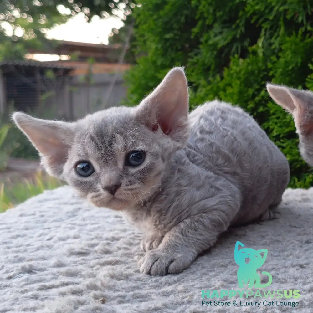 Stiksi Devon Rex female blue tabby - live animals