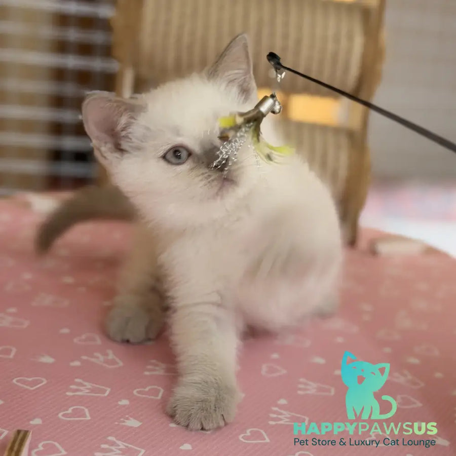 Stitch British Shorthair male lilac pointed - live animals