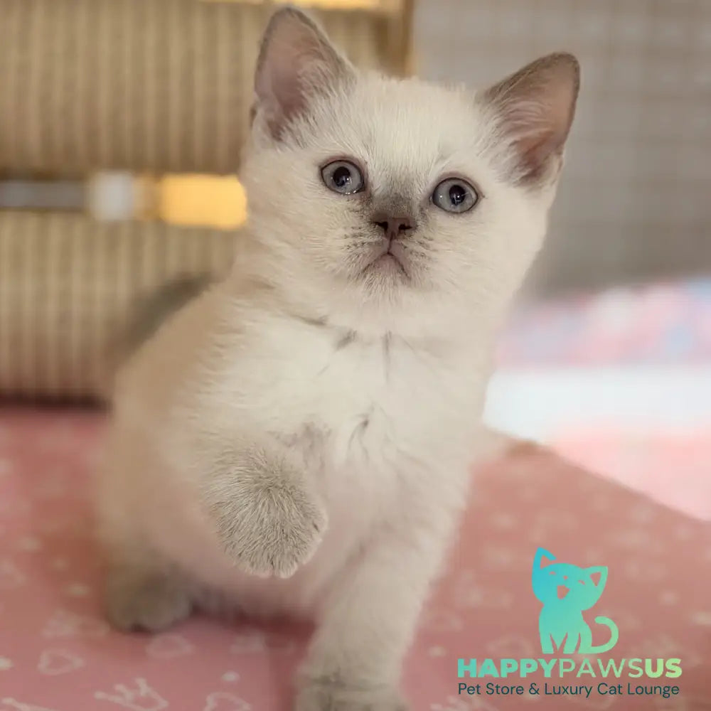 Stitch British Shorthair male lilac pointed - live animals