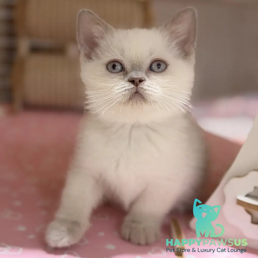 Stitch British Shorthair male lilac pointed - live animals