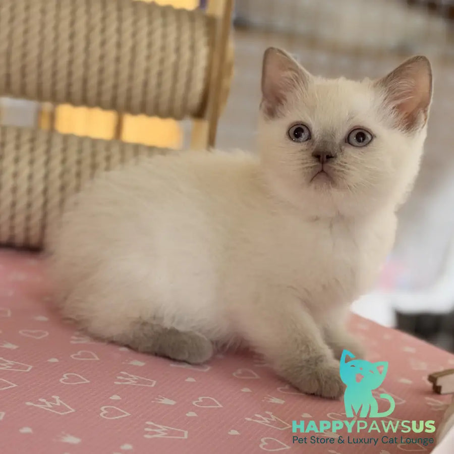Stitch British Shorthair male lilac pointed - live animals