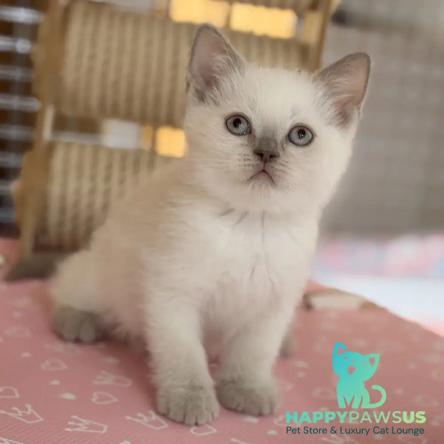 Stitch British Shorthair male lilac pointed - live animals