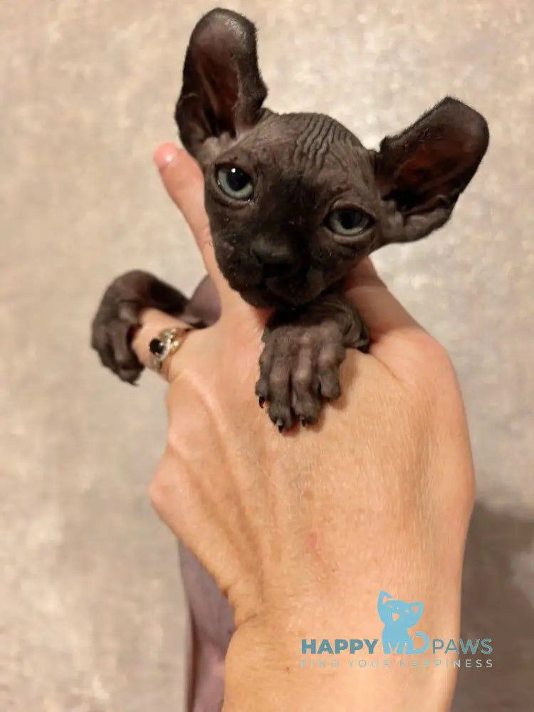 Stitch Elf male black live animals