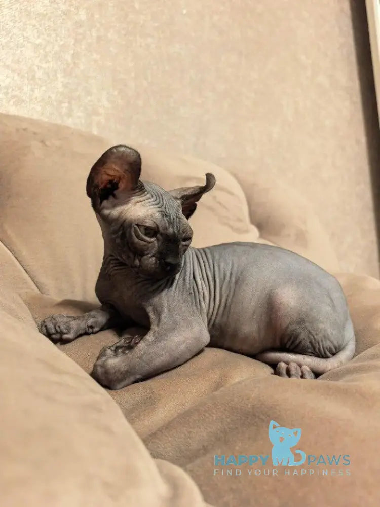 Stitch Elf male black live animals