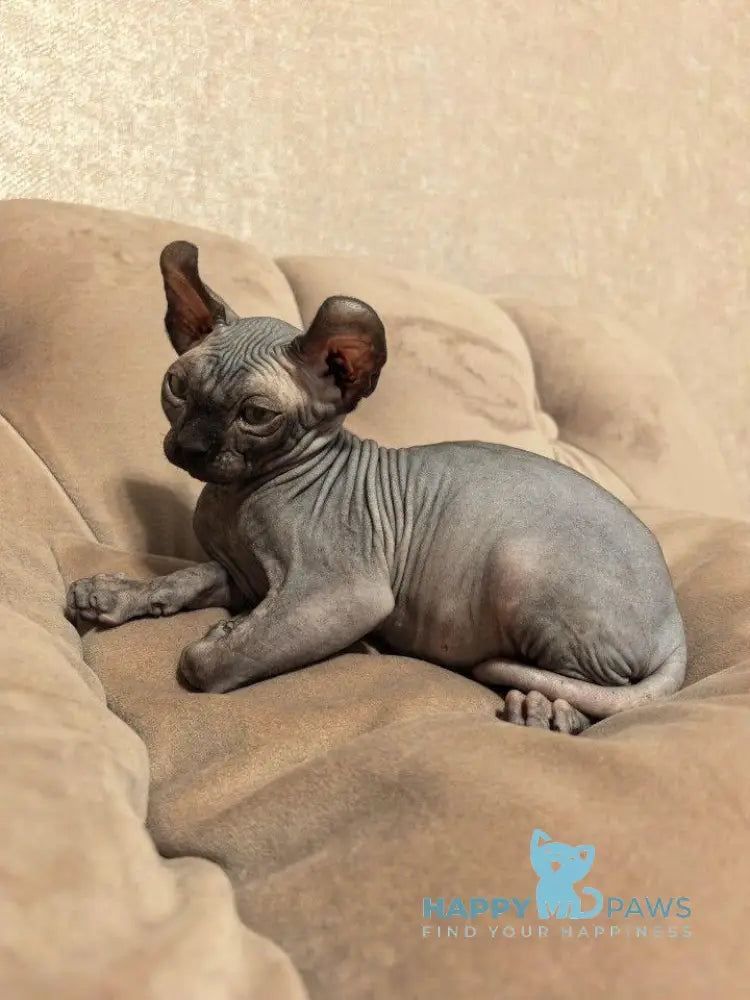 Stitch Elf male black live animals