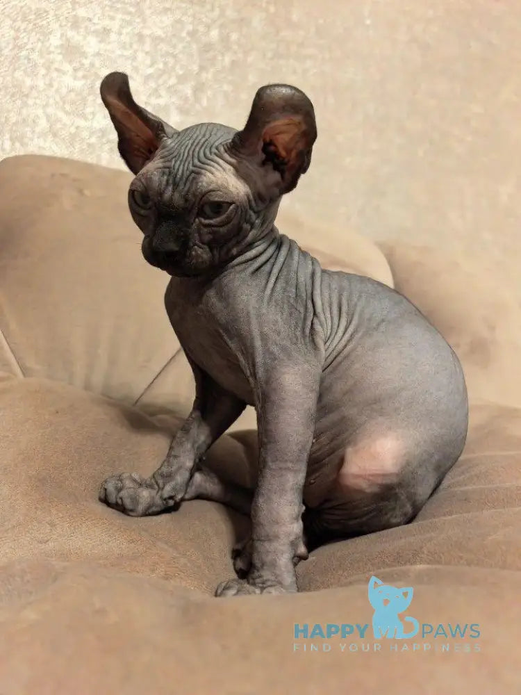 Stitch Elf male black live animals