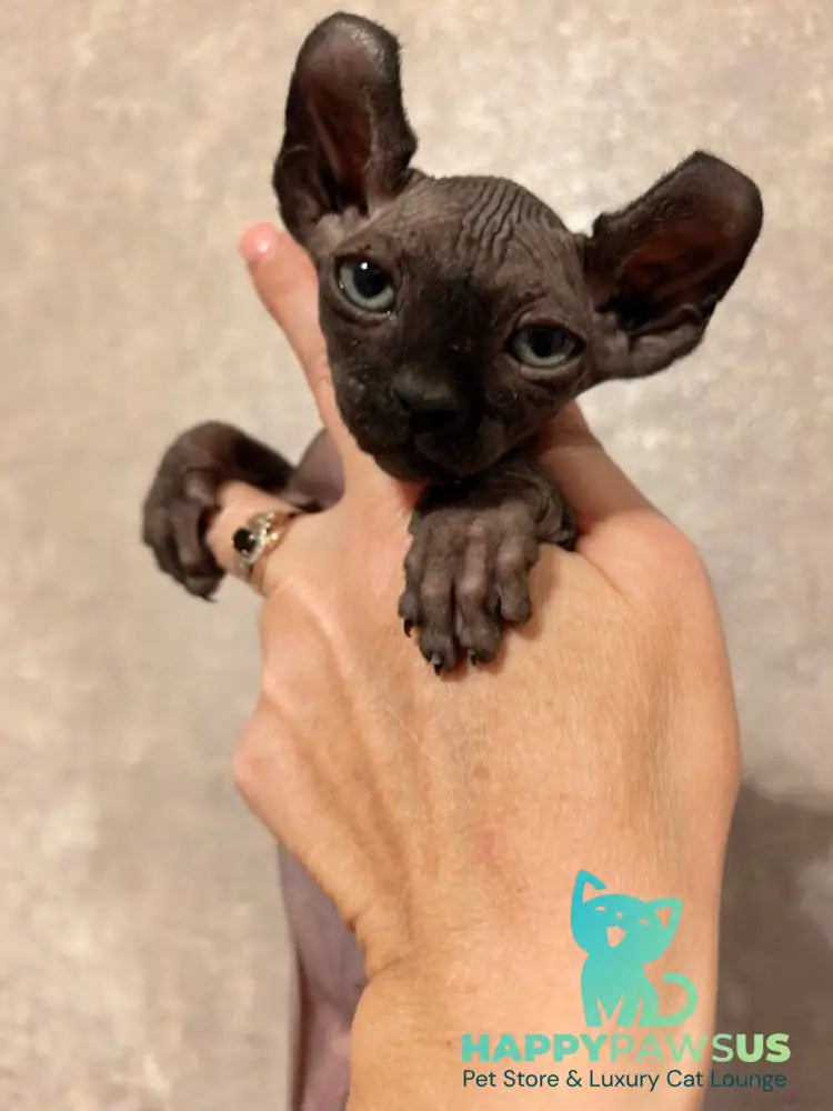 Stitch Elf male black live animals