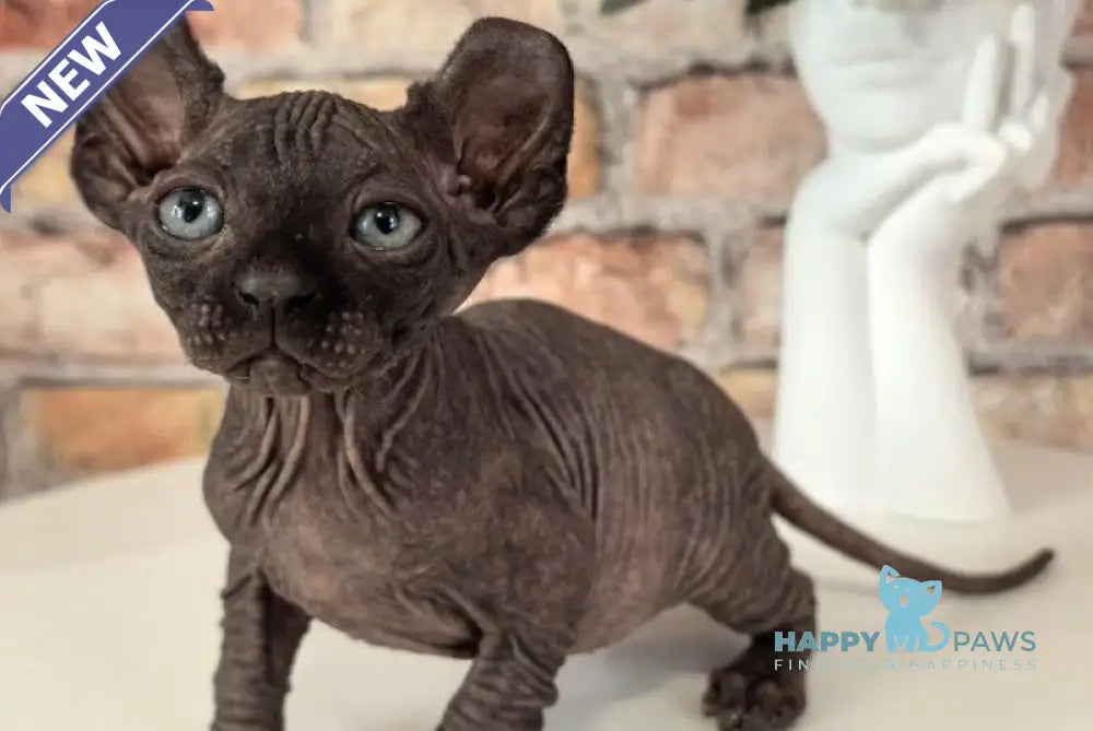 Stitch Elf male black live animals