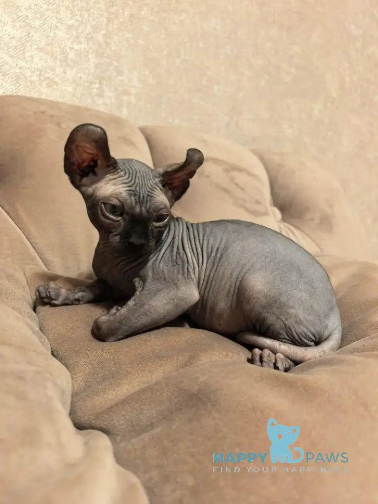 Stitch Elf male black live animals