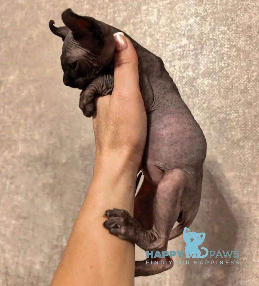 Stitch Elf male black live animals