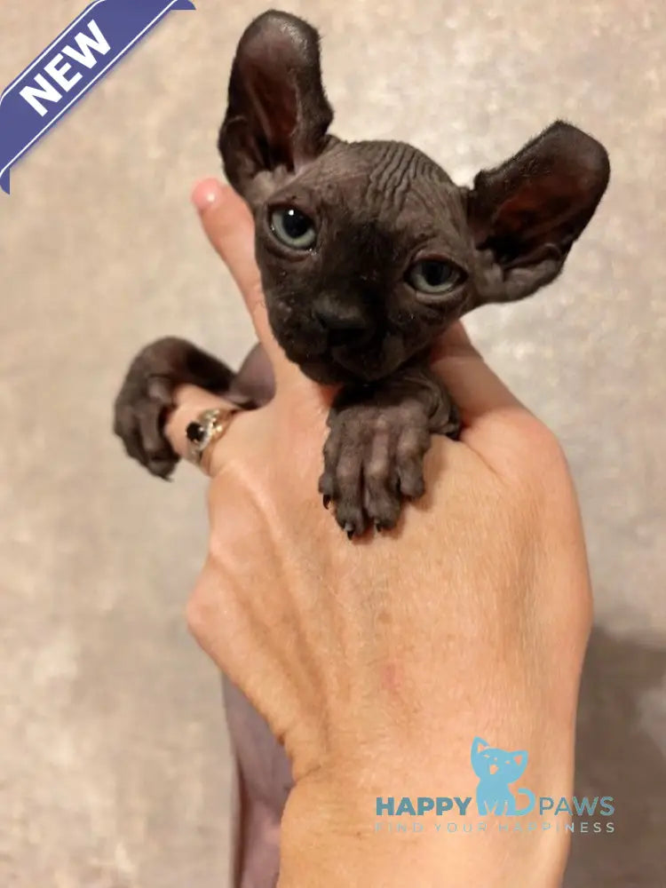Stitch Elf male black live animals