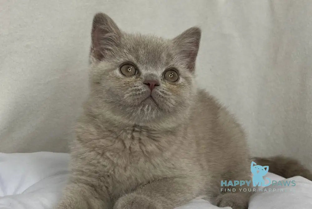 Stiv British Shorthair male lilac live animals