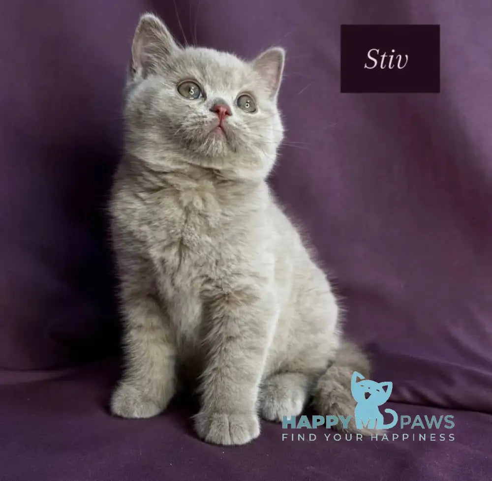 Stiv British Shorthair male lilac live animals