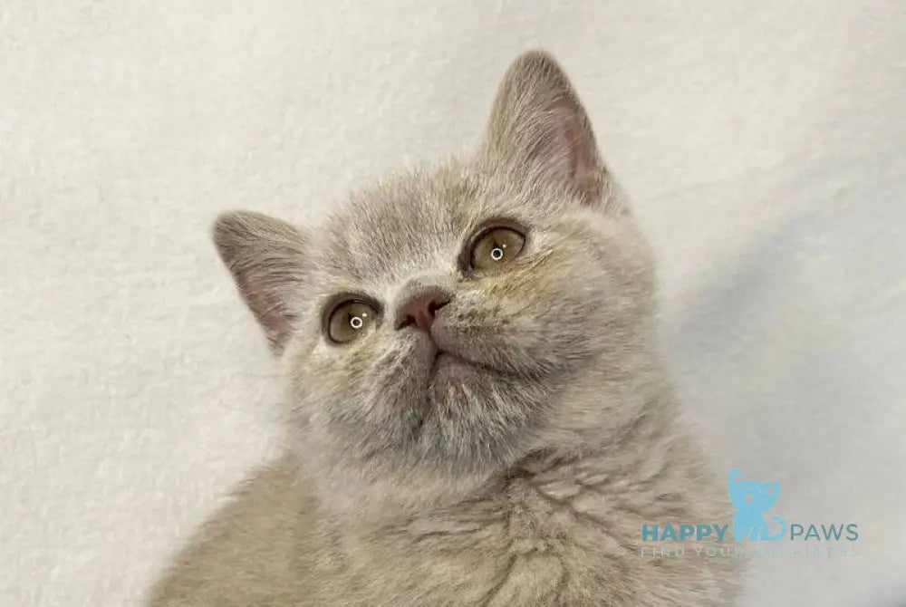 Stiv British Shorthair male lilac live animals