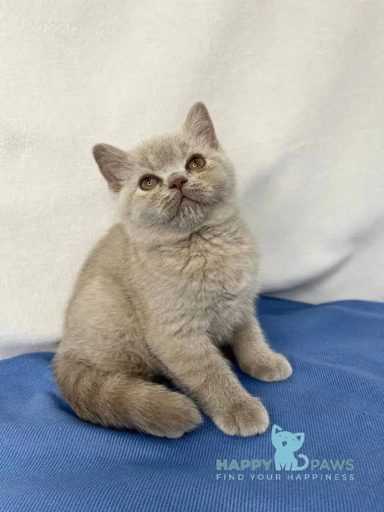 Stiv British Shorthair male lilac live animals