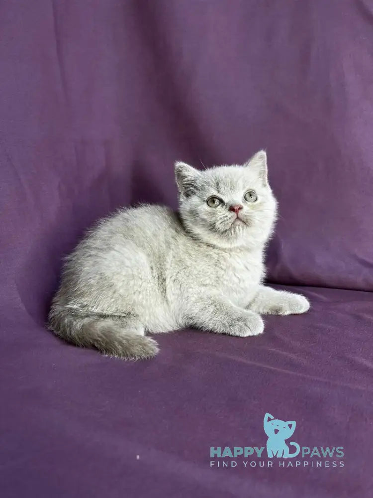 Stiv British Shorthair male lilac live animals