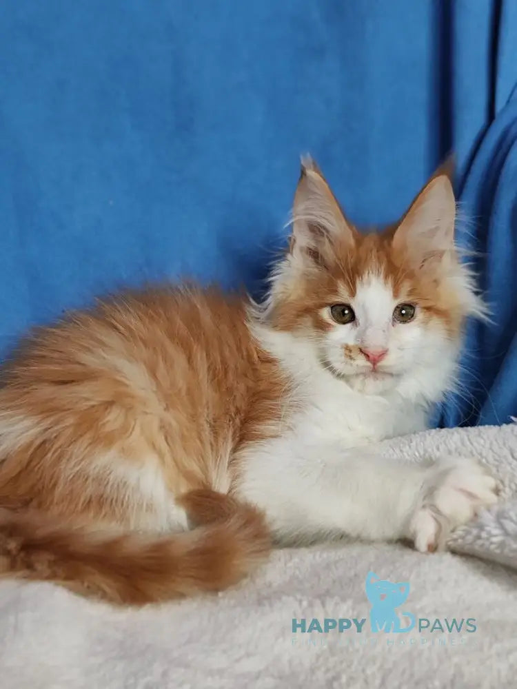 Stive Maine Coon male red bicolour live animals