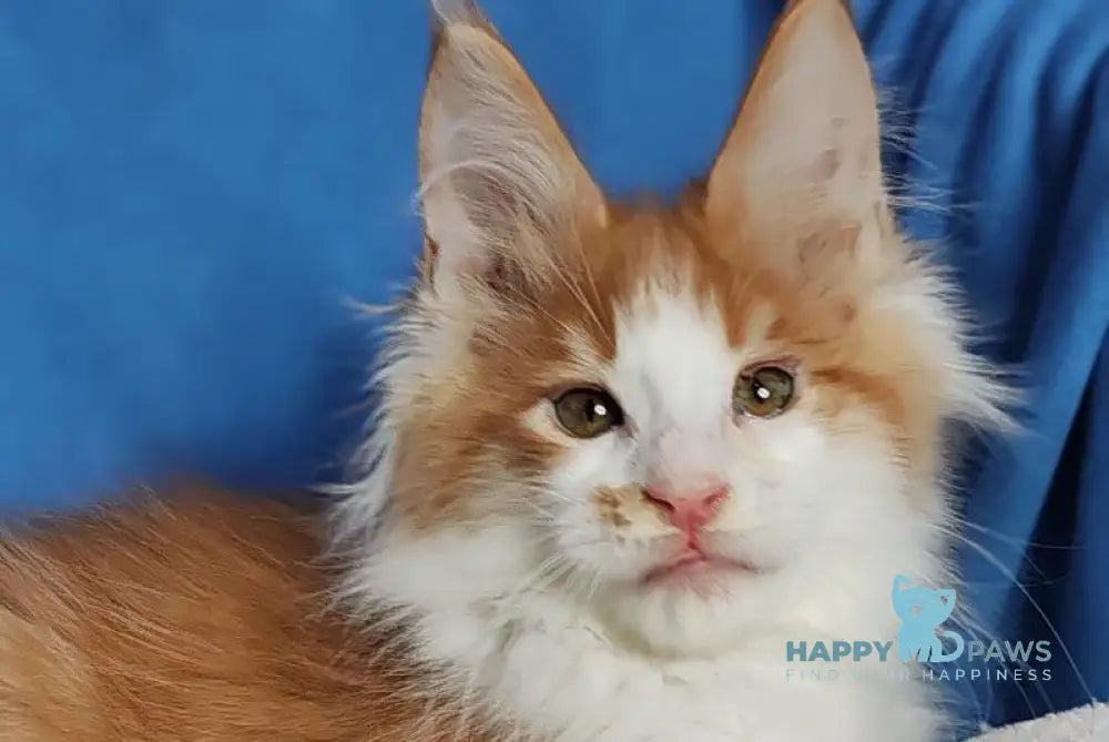 Stive Maine Coon male red bicolour live animals