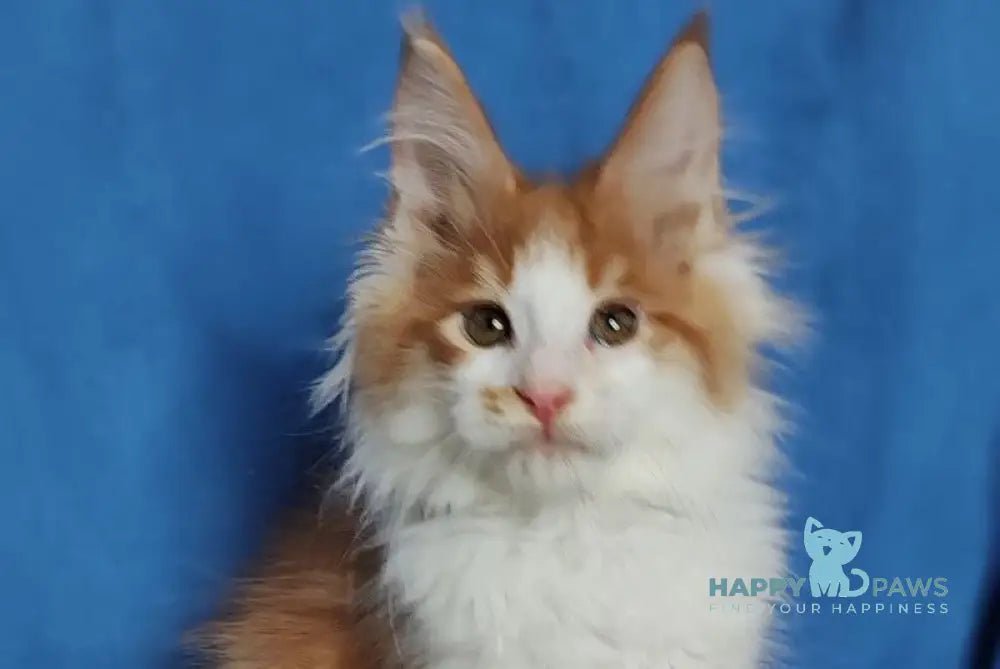 Stive Maine Coon male red bicolour live animals
