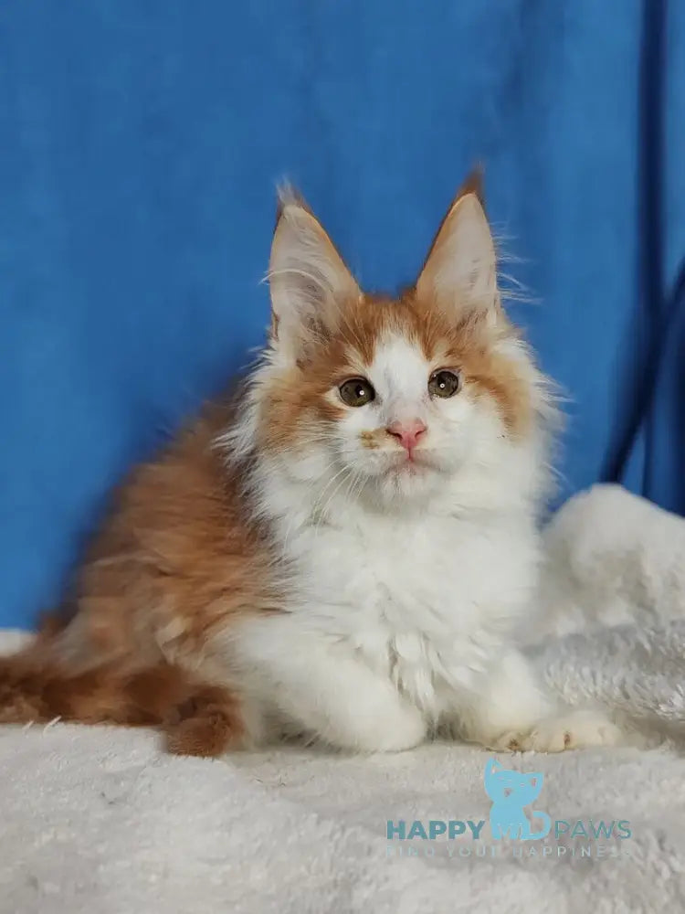 Stive Maine Coon male red bicolour live animals