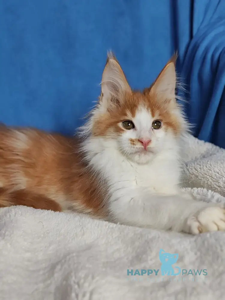 Stive Maine Coon male red bicolour live animals