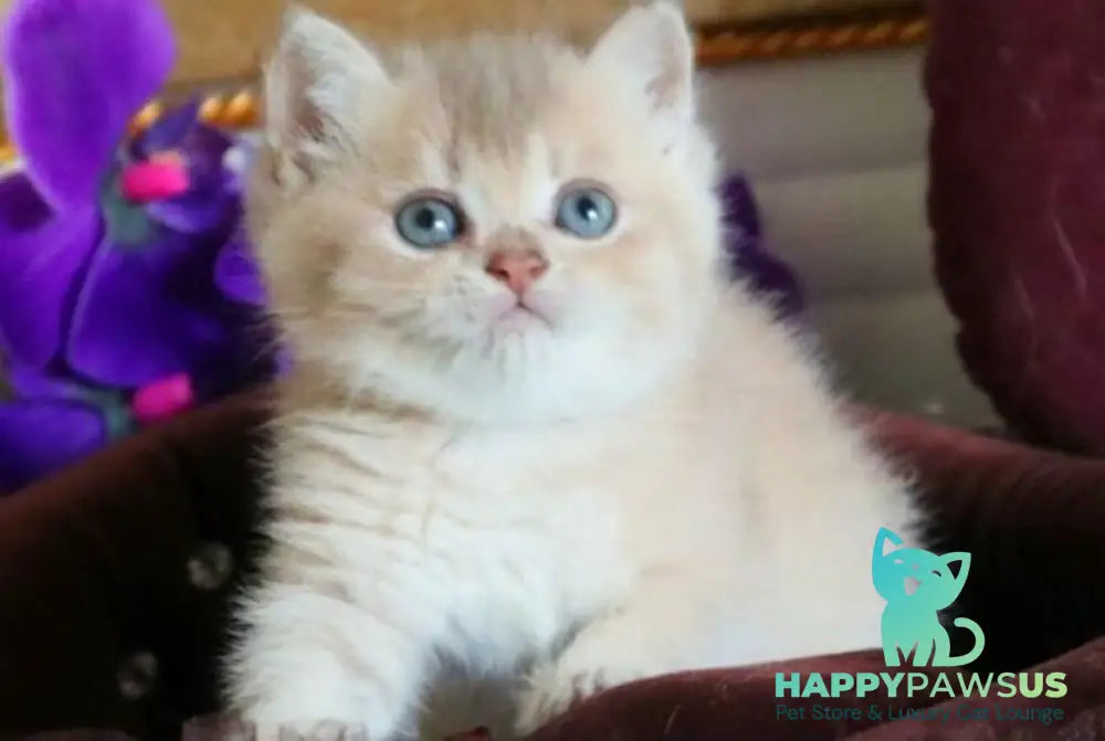 Stiven British Shorthair male lilac golden shaded - live animals