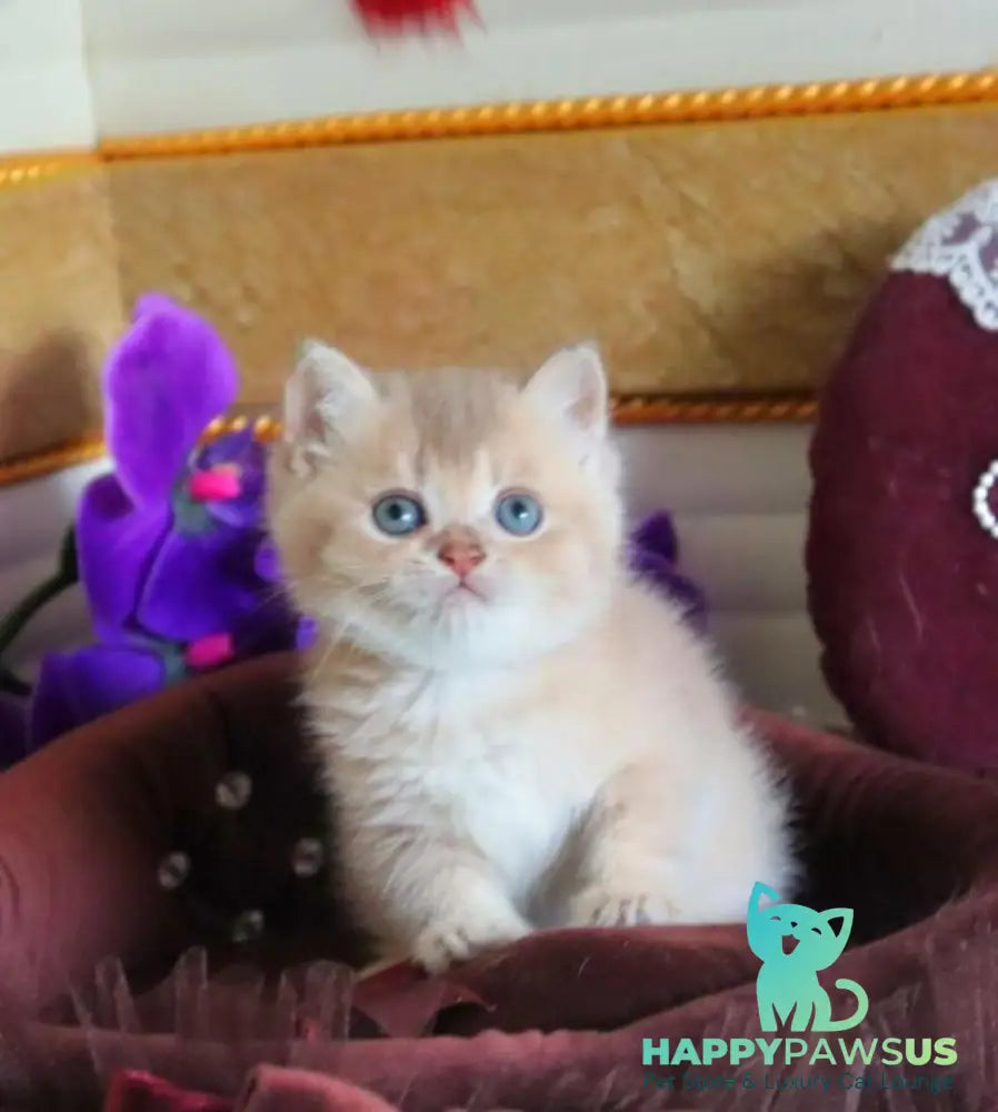 Stiven British Shorthair male lilac golden shaded - live animals