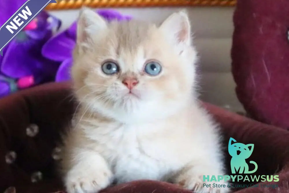 Stiven British Shorthair male lilac golden shaded - live animals