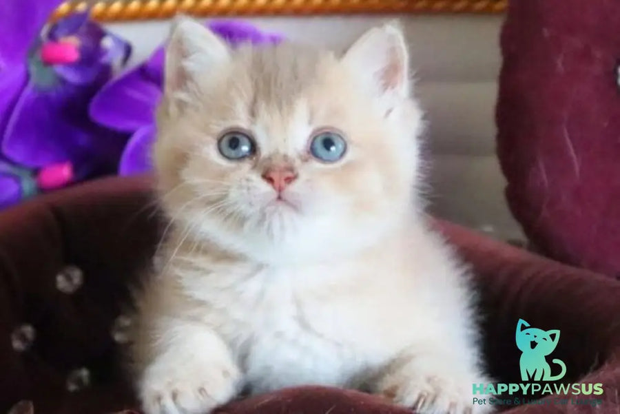 Stiven British Shorthair male lilac golden shaded - live animals