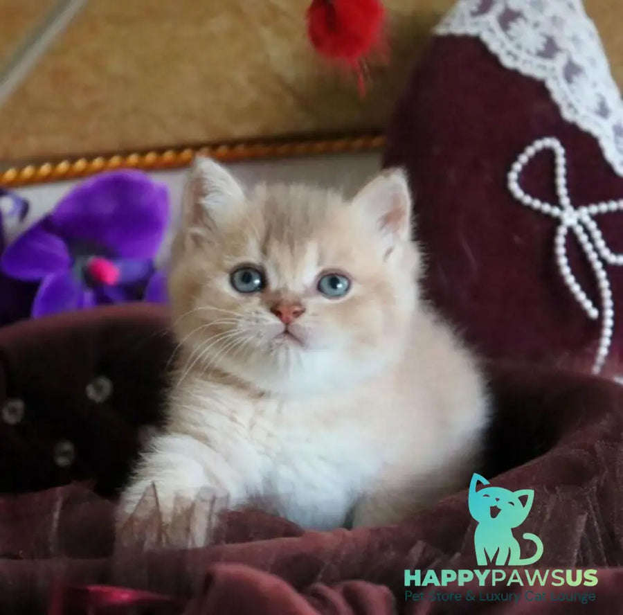 Stiven British Shorthair male lilac golden shaded - live animals