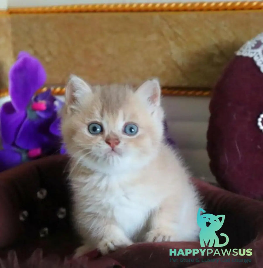 Stiven British Shorthair male lilac golden shaded - live animals